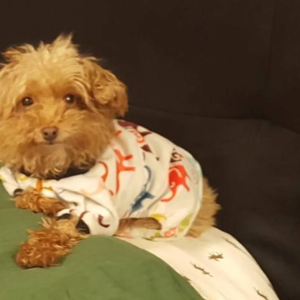 🐩 Clothes and Accessories for Dog Size S or XS  - Post 1 of 2 - Picture 7 of 16